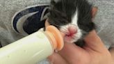 Nursery nannies needed for kittens at the Niagara SPCA