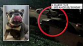 LA man's French bulldog stolen at gunpoint on evening walk: 'It's getting worse and worse'