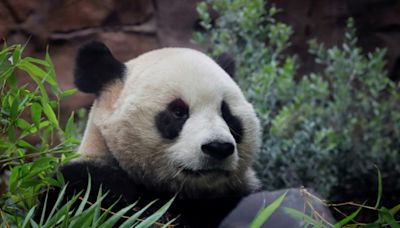 Finnish zoo to return pandas to China early