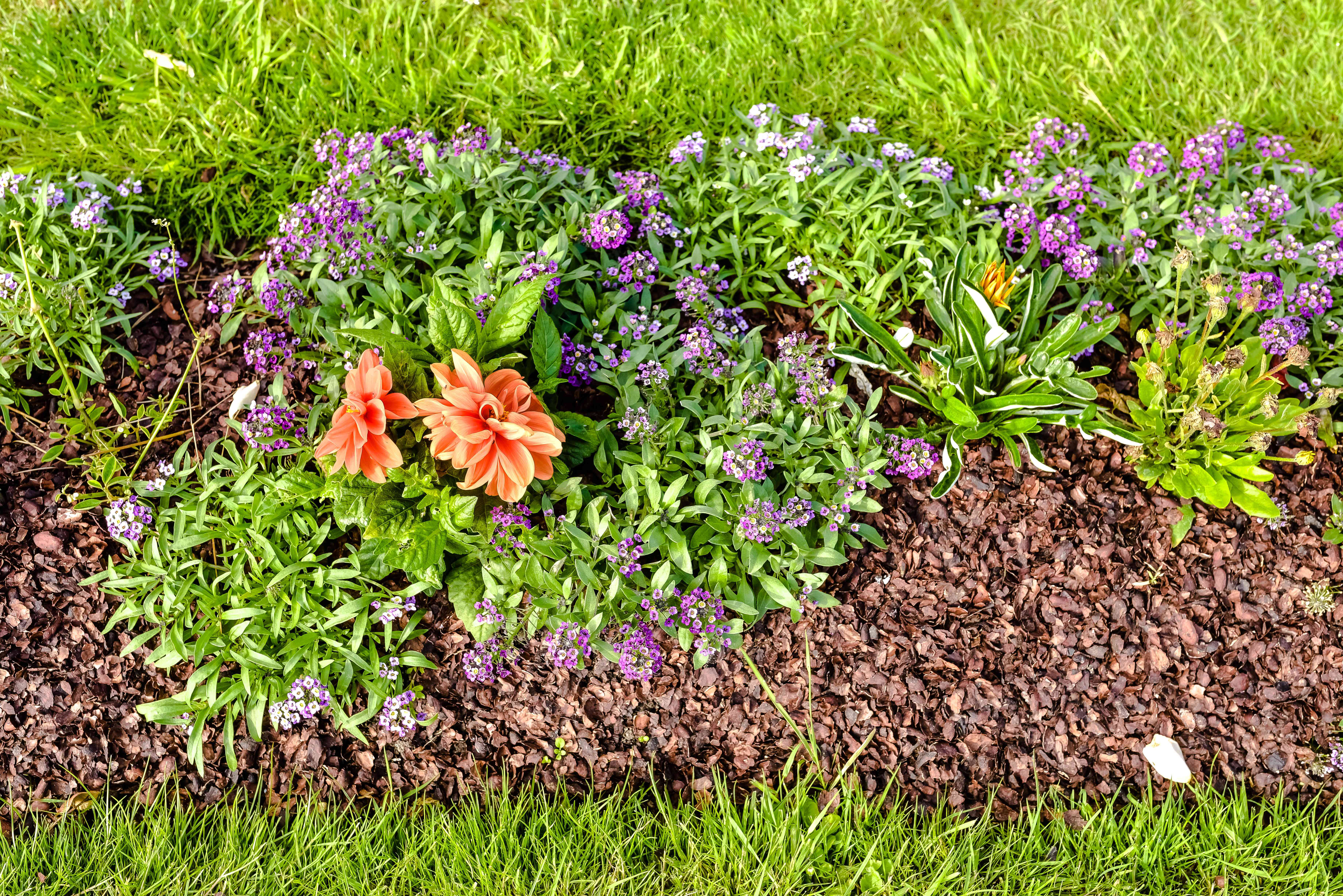 These Are the Pros and Cons of Mulching Your Garden