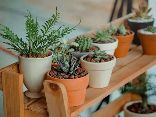 Vastu Plants: Popular Plants to Keep at Home for Harmonious Living | - Times of India