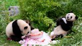 Germany-born pandas celebrate their 4th birthday ahead of expected trip to China