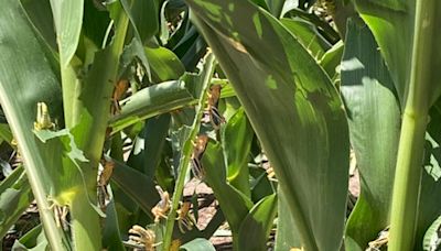 Grasshopper nymphs thrive in western Kansas after wet, hot weather