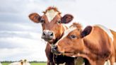 US to test ground beef in states with dairy cows infected with bird flu. What to know.