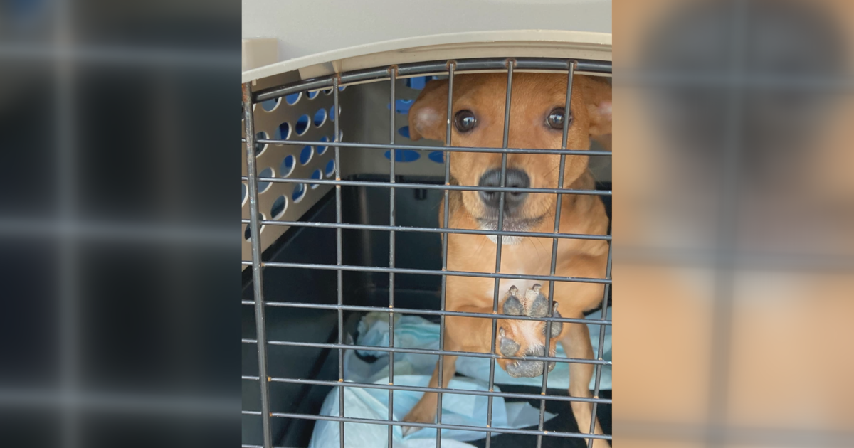 Camden animal shelter takes in 6 dogs to help a Louisiana shelter affected by Hurricane Francine