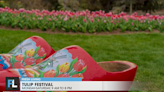 Sneak peek of this year's Tulip Festival at Thanksgiving Point