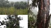 Nueva especie de árbol es descubierta en el Bosque de Protección Pui Pui en Junín