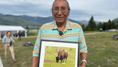 Sacred buffalo calf offers hope amid efforts to revive species