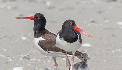 Nesting Shorebirds Are Mobbing Drones on New York City Beaches