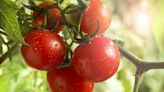 Garden tip that uses this kitchen ingredient to grow ‘thousands’ of tomatoes