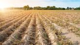 Heat is coming for our crops. We have to make them ready - EconoTimes