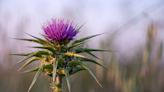 Health Benefits of Milk Thistle