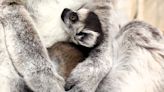 Potter Park Zoo in Lansing welcomes ring-tailed lemur pup