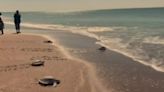 NE Aquarium releases 16 rehabbed sea turtles on NC beach - Boston News, Weather, Sports | WHDH 7News