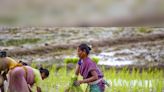Multiple policies at various levels hurting farmers' income: Eco Survey