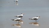 Bird colony discovery leads to halt of St. Augustine Beach renourishment project