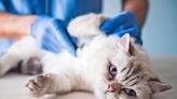 What Every Pet Parent Needs to Know About Emergency Vet Services