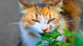 Stop cats pooing in gardens with powerful ‘natural deterrent’ that costs 47p