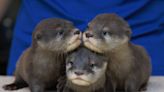 A North Carolina Aquarium Needs Help Naming Its Adorable Trio of Otter Pups