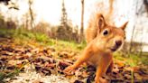 Abandoned Baby Squirrel Instantly Takes to Kind Man and Refuses to Leave His Side