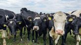 World’s first carbon tax on livestock will cost farmers $100 per cow