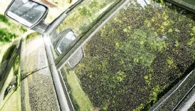 Why is there so much pollen everywhere in Massachusetts?