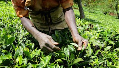 World’s Biggest Tea Buyer’s Sale of Last Farms Is a Strategy Shift