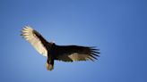 Why are we seeing more vultures in the Evansville area?