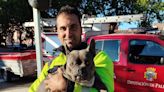 El perro que salió ileso y fue rescatado en el accidente de Santa Cecilia del Alcor (Palencia)