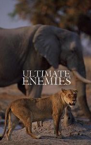 Ultimate Enemies: Elephants and Lions