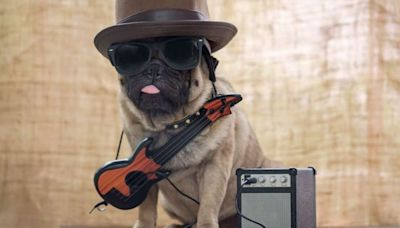 8 nomes de cachorros inspirados em artistas do rock