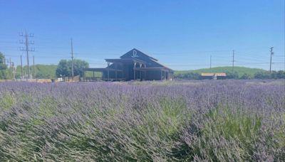 Granja de lavanda U-pick de Waterford, además de aromas, ofrece un esfuerzo familiar