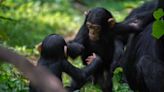 Chimpanzees Take Turns in Fast-Paced Conversations, Just Like Humans Do