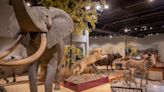 More than 130 taxidermied animals in a South Dakota museum were found to contain arsenic. Nobody knows what to do with them