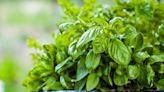 12 Tips for Growing Basil in Pots So You'll Always Have This Tasty Herb Nearby