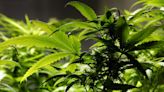 Marijuana will be rescheduled as less dangerous drug: Sources