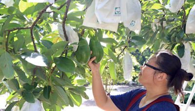 台南晶英幸福降「酪」 住房結合食農體驗 手摘酪梨農林趣 | 蕃新聞