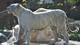 Sarasota's Big Cat Habitat says guests are confusing them with Carole Baskin's closing place