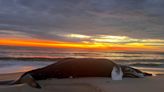 Dead humpback whale found on Assateague as East Coast deaths questioned