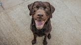 Labrador’s Smug Face When Dad Asks Who Dug a Hole Has People Cracking Up