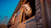 Confused Horse Stops in Her Tracks After Seeing Zebra for the First Time