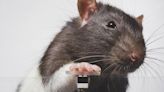 "¡Digan 'cheese!'": a las ratas también les gusta hacerse selfies