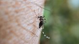 食環署提醒市民及早採取預防措施防治蚊患