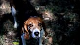 Abcarian: 4,000 abused beagles were liberated from captivity. This one found a home in Sherman Oaks