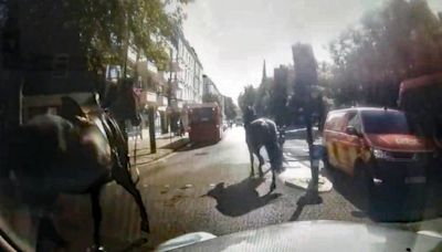 Military horses bolt through London streets again