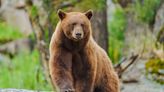 Woman Dead After ‘Apparent Bear Encounter’ Near Yellowstone National Park