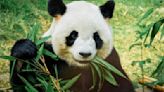 El Zoo Nacional de Washington recibirá dos nuevos pandas gigantes de China