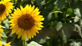 75 Sunflower Quotes To Brighten Up Anyone's Day