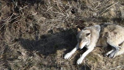 Queen of the wolves: One-eyed 11-year-old defies difficulties in a wild Yellowstone