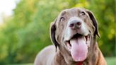 Why Is My Dog Panting So Much? Vet Weighs in and Offers Genius Solutions